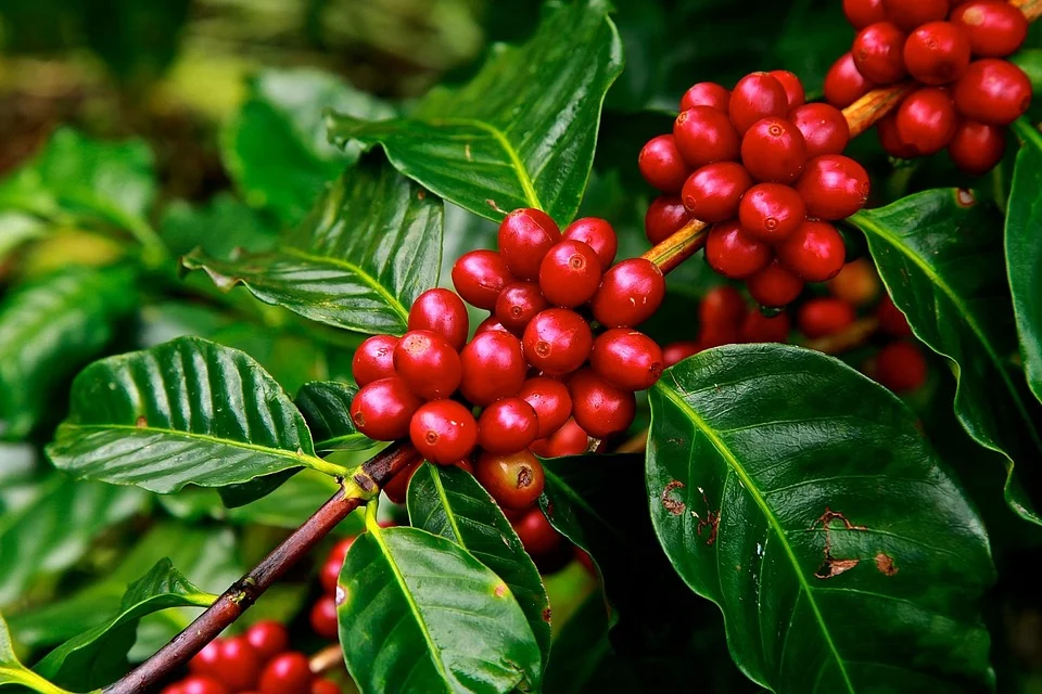 Vendas de café do Brasil alcançam 33% da produção esperada para 22/23